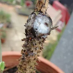 Can Pine Needles Be Used as Organic Fertilizer? (Exploring the Fertilizer Value and Usage Methods of Pine Needles) 1