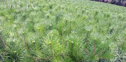 Can Pine Needles Be Used as Organic Fertilizer? (Exploring the Fertilizer Value and Usage Methods of Pine Needles) 2
