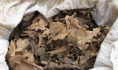 Can Pine Needles Be Used as Organic Fertilizer? (Exploring the Fertilizer Value and Usage Methods of Pine Needles) 3