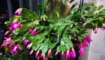 Flowering Frequency and Growth Habits of Epiphyllum (Understand the flowering patterns of Epiphyllum and easily master care tips) 1
