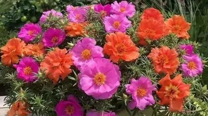 How to help sunflowers safely get through winter? (Care tips to keep sunflowers vibrant in winter) 1