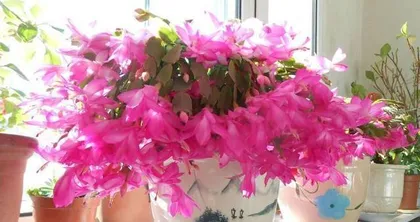 Flowering Frequency and Growth Habits of Epiphyllum (Understand the flowering patterns of Epiphyllum and easily master care tips) 2