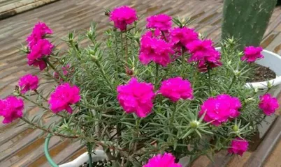 How to help sunflowers safely get through winter? (Care tips to keep sunflowers vibrant in winter) 2