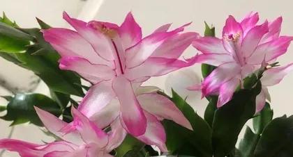 Flowering Frequency and Growth Habits of Epiphyllum (Understand the flowering patterns of Epiphyllum and easily master care tips) 3