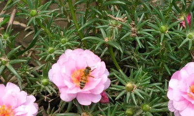 How to help sunflowers safely get through winter? (Care tips to keep sunflowers vibrant in winter) 3