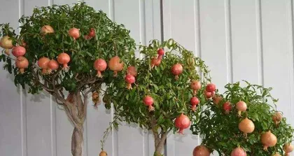 Potted Pomegranate Care Tips (Help Your Pomegranate Thrive and Enjoy the Sweetness of Its Fruit) 1