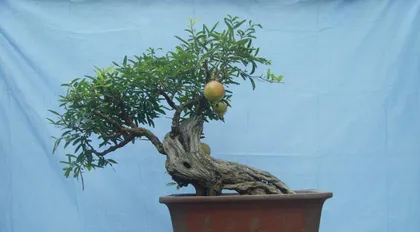 Potted Pomegranate Care Tips (Help Your Pomegranate Thrive and Enjoy the Sweetness of Its Fruit) 2