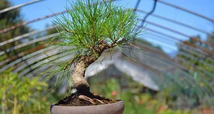 Pine Bonsai Pruning Techniques (Taking the Norfolk Island Pine as an Example, Learn the Correct Pruning Techniques) 1