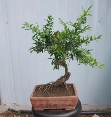 Potted Pomegranate Care Tips (Help Your Pomegranate Thrive and Enjoy the Sweetness of Its Fruit) 3