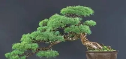 Pine Bonsai Pruning Techniques (Taking the Norfolk Island Pine as an Example, Learn the Correct Pruning Techniques) 2