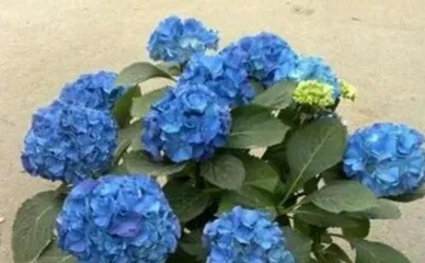 How to help your hydrangea get through the winter? (Winter care methods and tips for hydrangeas) 1