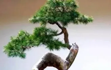 Pine Bonsai Pruning Techniques (Taking the Norfolk Island Pine as an Example, Learn the Correct Pruning Techniques) 3
