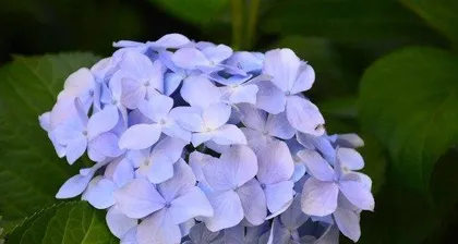 How to help your hydrangea get through the winter? (Winter care methods and tips for hydrangeas) 2