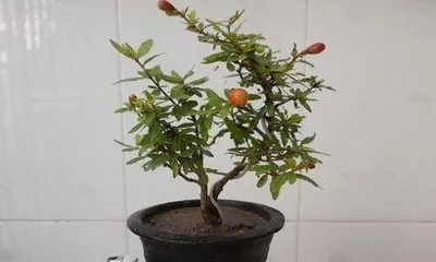 How to help potted pomegranate trees get through the winter well? (Pomegranate tree care guide, let your potted tree get through the winter healthily.) 1