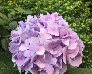 How to help your hydrangea get through the winter? (Winter care methods and tips for hydrangeas) 3