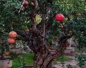 How to help potted pomegranate trees get through the winter well? (Pomegranate tree care guide, let your potted tree get through the winter healthily.) 2
