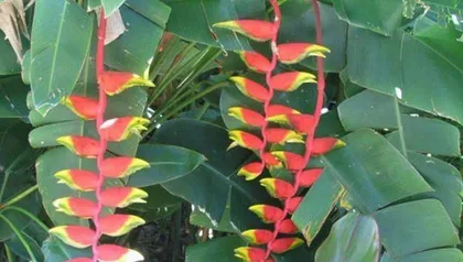 如何让蝎子莲花开花？（养护方法、肥料选择、水分控制、温度要求等）1