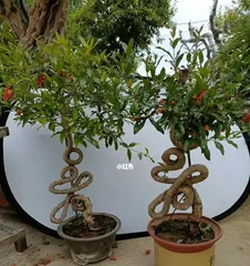 How to help potted pomegranate trees get through the winter well? (Pomegranate tree care guide, let your potted tree get through the winter healthily.) 3