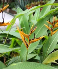 如何让蝎子莲花开花？（养护方法、肥料选择、水分控制、温度要求等）2