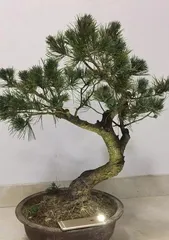 Selection of Pine Bonsai Varieties (How to Choose the Right Pine Bonsai Variety?) 1