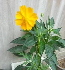 如何让蝎子莲花开花？（养护方法、肥料选择、水分控制、温度要求等）3