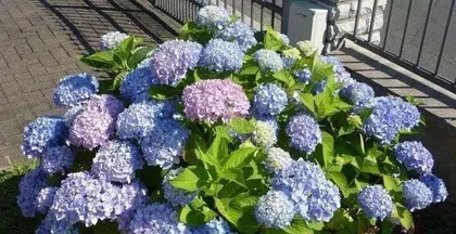 Things to note when growing hydrangeas at home, this plant is poisonous (understanding the toxicity of hydrangeas, can be raised with peace of mind) 1