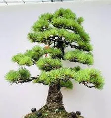 Selection of Pine Bonsai Varieties (How to Choose the Right Pine Bonsai Variety?) 2