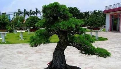 Selection of Pine Bonsai Varieties (How to Choose the Right Pine Bonsai Variety?) 3