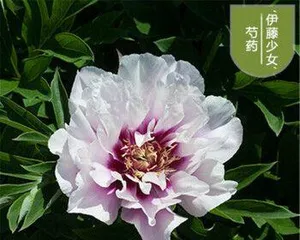 盆栽芍药的养护与管理（打造居家花园领略芍药之美）1