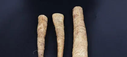 Things to note when growing hydrangeas at home, this plant is poisonous (understanding the toxicity of hydrangeas, can be raised with peace of mind) 2