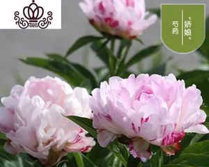 盆栽芍药的养护与管理（打造居家花园领略芍药之美）2