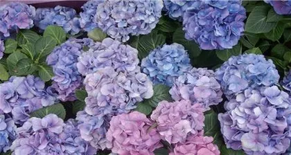 Things to note when growing hydrangeas at home, this plant is poisonous (understanding the toxicity of hydrangeas, can be raised with peace of mind) 3
