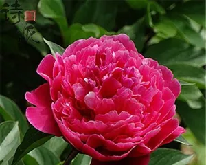 盆栽芍药的养护与管理（打造居家花园领略芍药之美）3