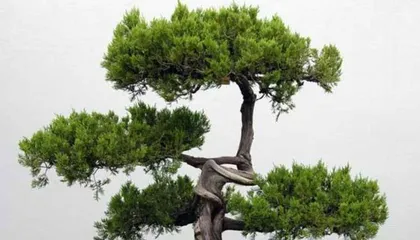 Pine Bonsai Repotting Time and Methods (A detailed explanation of the steps and precautions for repotting pine bonsai) 1