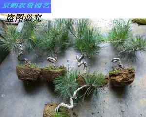 Pine Bonsai Repotting Time and Methods (A detailed explanation of the steps and precautions for repotting pine bonsai) 2