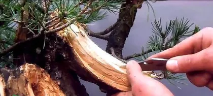 Pine Bonsai Repotting Time and Methods (A detailed explanation of the steps and precautions for repotting pine bonsai) 3