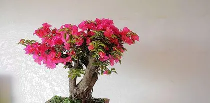 Cultivation methods and precautions for bougainvillea (creating beautiful indoor bonsai) 1