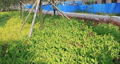 Planting and Maintenance of Campus Greening Trees (Creating a Pleasant Campus Environment, Cultivating Ecological Awareness) 1