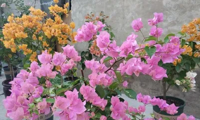 Cultivation methods and precautions for bougainvillea (creating beautiful indoor bonsai) 2