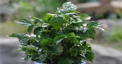 Potting and Care of the Happiness Tree (Secret to a Happy Home, How to Manage a Happiness Tree) 1