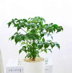 Potting and Care of the Happiness Tree (Secret to a Happy Home, How to Manage a Happiness Tree) 2