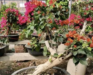 Cultivation methods and precautions for bougainvillea (creating beautiful indoor bonsai) 3