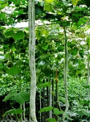 Potting and Care of the Happiness Tree (Secret to a Happy Home, How to Manage a Happiness Tree) 3