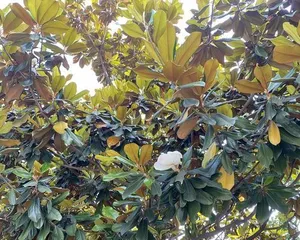 Planting and Maintenance of Campus Greening Trees (Creating a Pleasant Campus Environment, Cultivating Ecological Awareness) 3