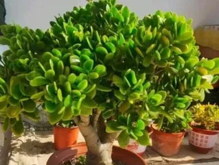 Planting and Care Methods for Potted Cinnamon Trees (Soil Ratio, Water Management, Pruning, and Other Tips for Cinnamon Tree Bonsai) 1