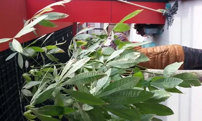 Planting and Care Methods for Potted Cinnamon Trees (Soil Ratio, Water Management, Pruning, and Other Tips for Cinnamon Tree Bonsai) 2