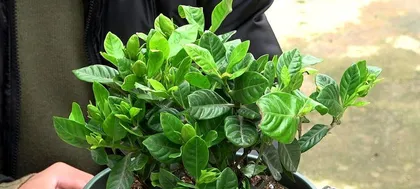 Planting and Care Methods for Potted Cinnamon Trees (Soil Ratio, Water Management, Pruning, and Other Tips for Cinnamon Tree Bonsai) 3