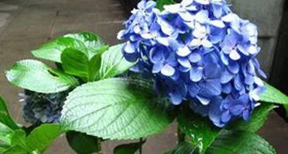 How to Properly Water and Care for Hydrangeas (Hydrangea Watering Tips and Precautions) 1