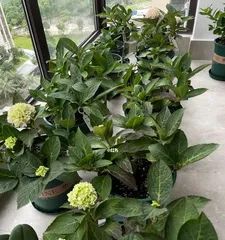 How to Properly Water and Care for Hydrangeas (Hydrangea Watering Tips and Precautions) 2