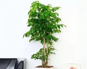 幸福树盆景的养护方法与注意事项（打造美丽室内景观，让幸福常驻）1